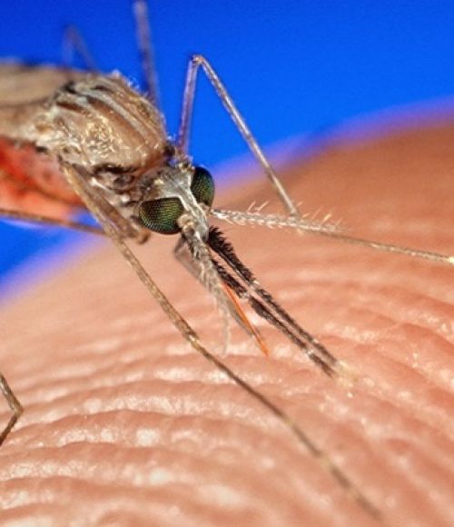 water storage drums are a breeding site for Mosquitoes