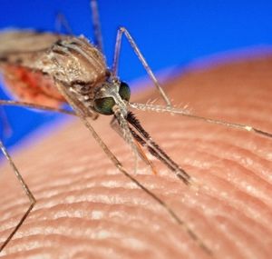 water storage drums are a breeding site for Mosquitoes 